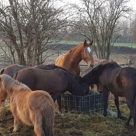 شقة Muehlenberger Ponyhof دوسبرغ المظهر الخارجي الصورة